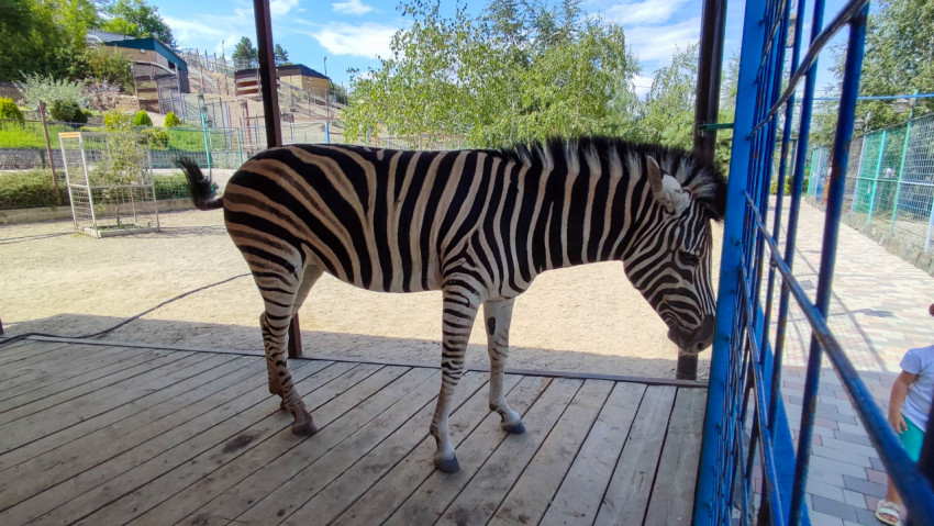 Зебра стоит боком и прислоняет голову к синей решётке у дорожки
