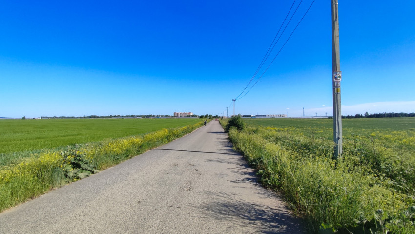 Дорога среди зеленых полей в ясный день