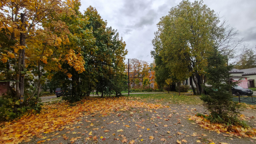 Осенний городской двор с деревьями и опавшей листвой