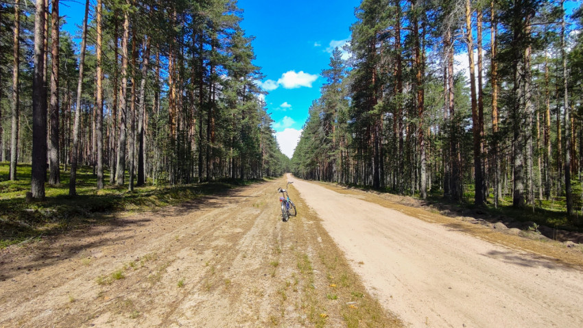 Лесная дорога с велосипедом среди сосен
