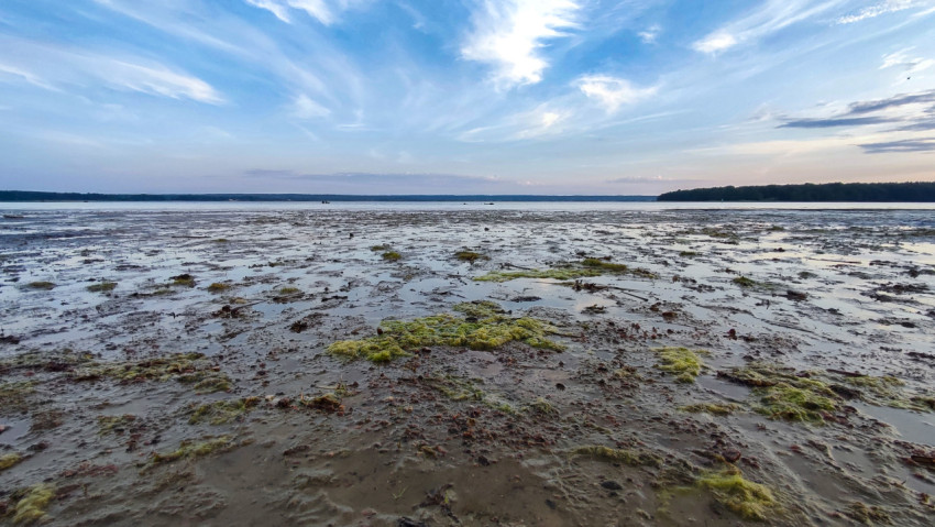 Прибрежная поверхность с водорослями
