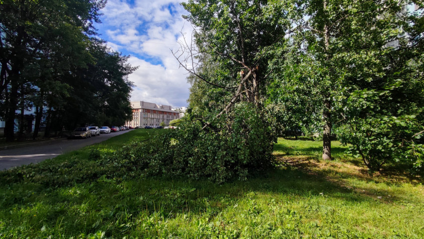 Сломанное дерево на фоне жилого квартала