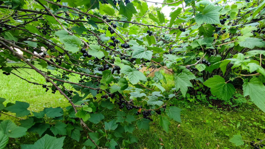 Куст черной смородины с плодами под кроной