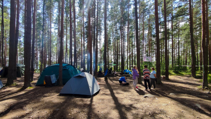 Палаточный лагерь в сосновом лесу с людьми