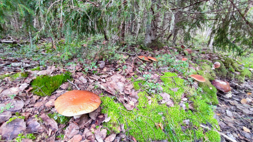 Белые грибы и подосиновики на мшистой поляне