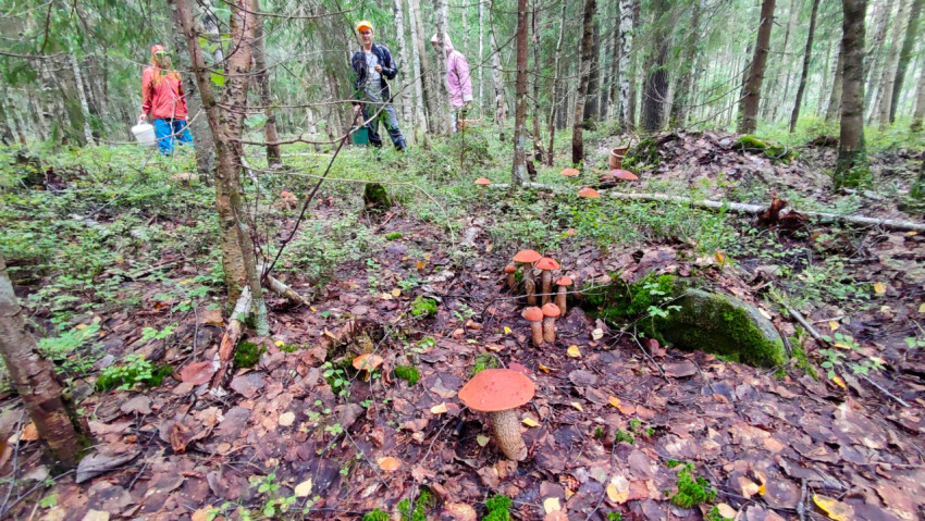 Люди в лесу среди подосиновиков во время сбора грибов