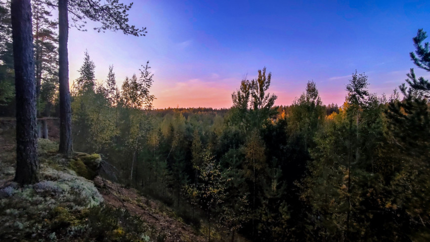 Лесной склон на закате в Ленинградской области