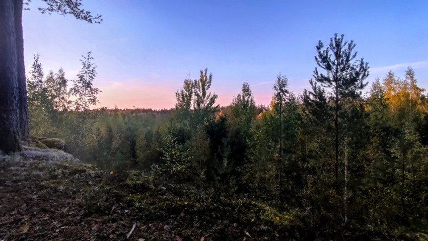 Вид на лес с обрыва в вечерних сумерках