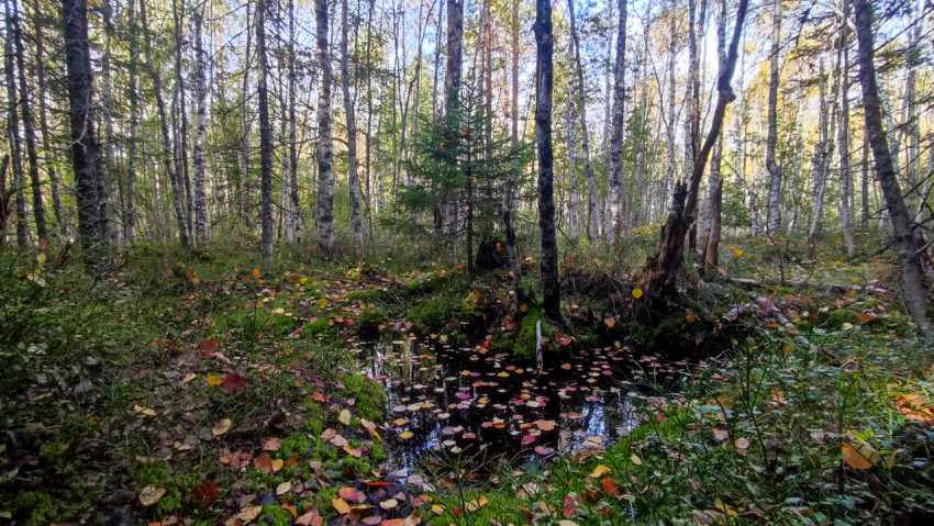 Небольшой водоём с осенними листьями в лесу