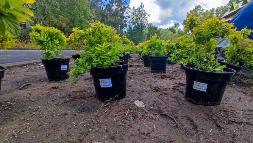 Саженцы спиреи японской в контейнерах перед высадкой