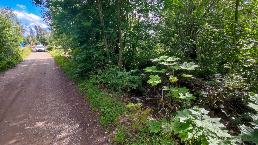 Придорожная канава среди деревьев