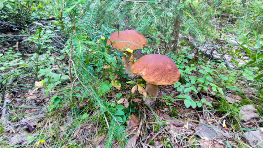 Белые грибы под хвойными ветвями на лесной подстилке