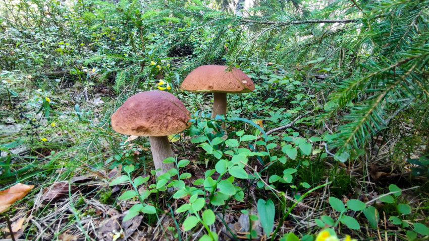 Два белых гриба среди зелёной лесной растительности