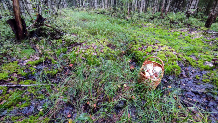 Корзина с грибами в лесу