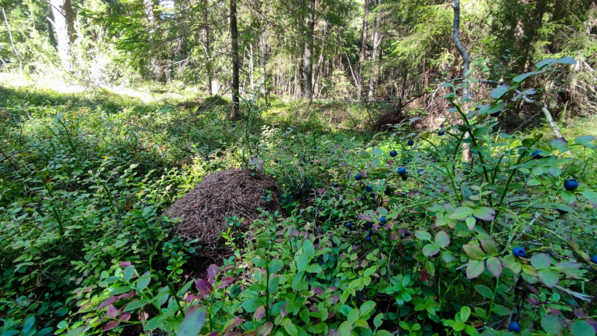 Муравейник и куст черники в лесу