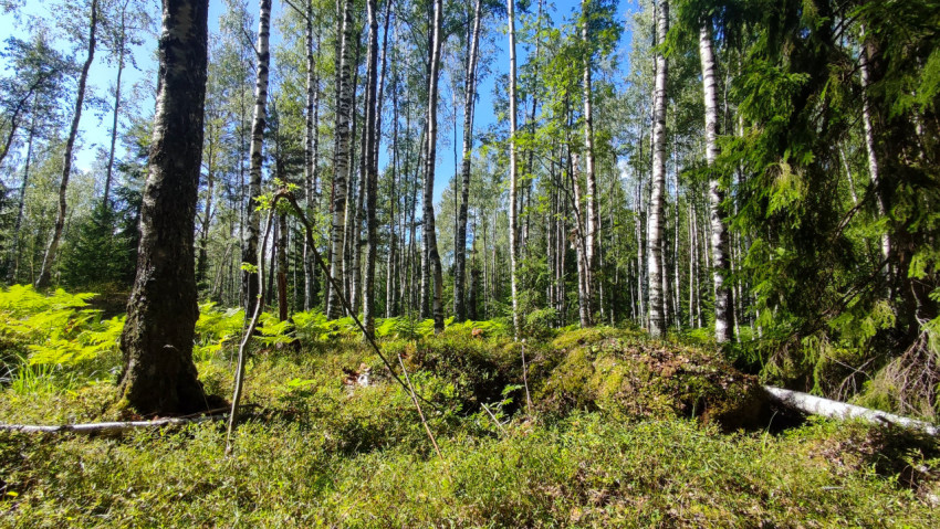 Хвойный массив с валежником и густым подлеском