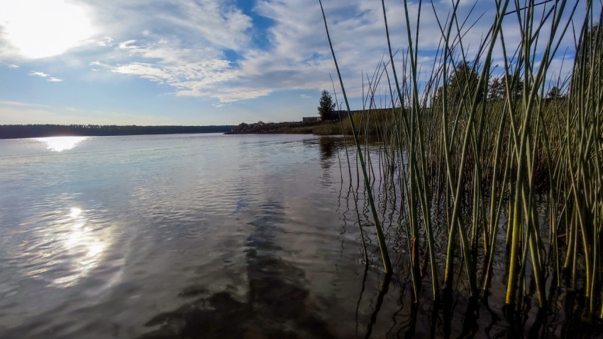 Камыши у берега пресноводного водоема