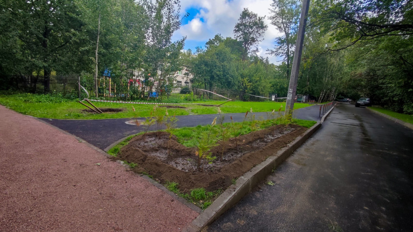 Новые посадки кустарников вдоль асфальтовой дорожки