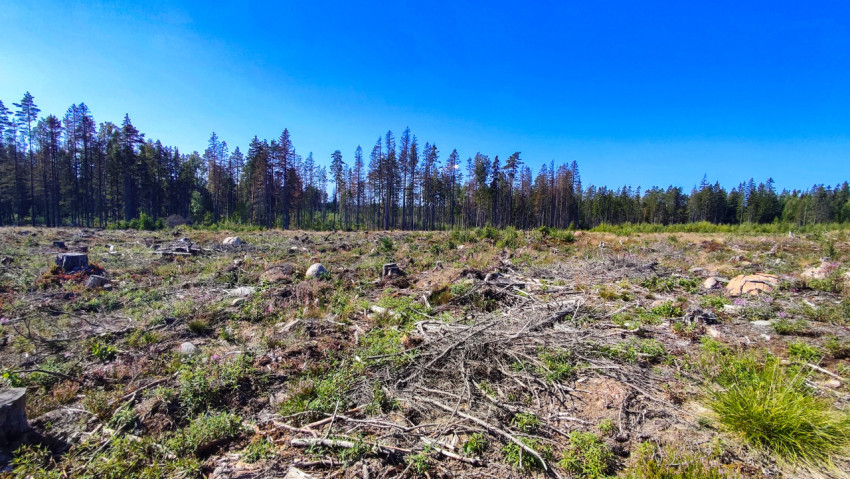 Лесной массив с вырубленным участком и пнями