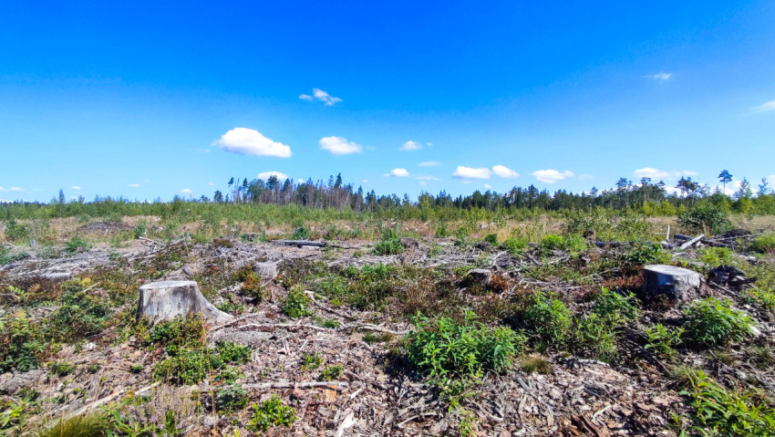 Вырубленный лесной участок с пнями и молодой порослью