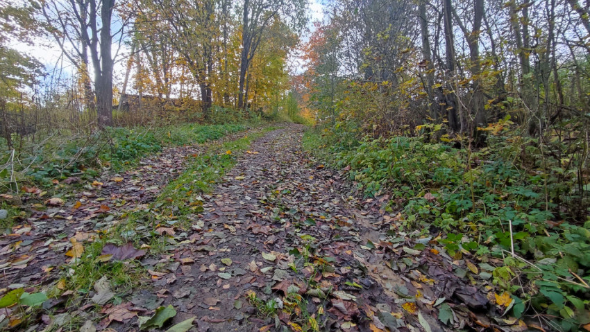 Осенняя дорога, покрытая листьями, среди лиственных деревьев