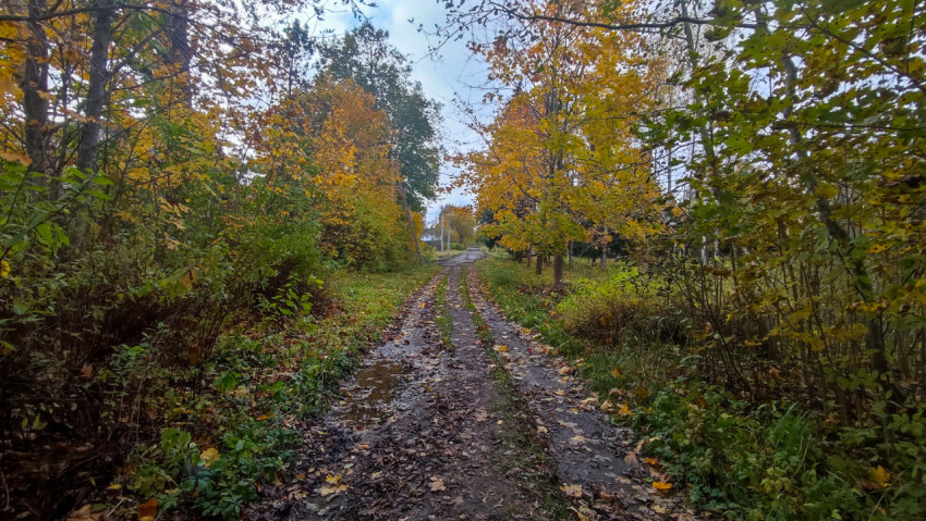Грунтовая дорога среди осеннего леса
