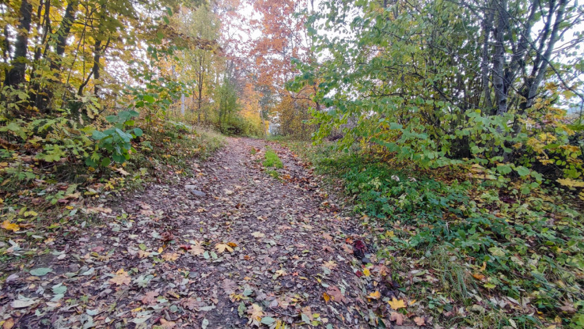Подъём по лесной дороге, покрытой осенней листвой