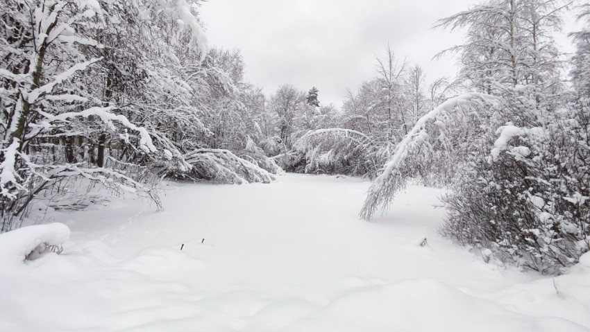Заснеженное поле у кромки леса зимой