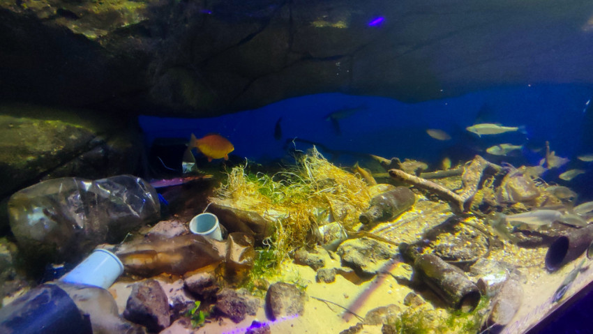 Аквариумная экспозиция Москвариума с имитацией загрязнённой среды