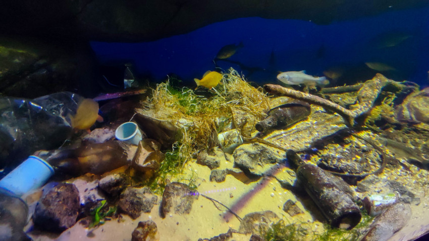 Аквариум с примерами бытового загрязнения пресноводной среды в Москвариуме