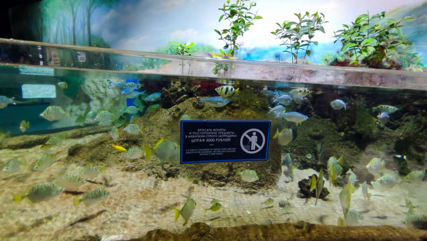 Аквариумная панель с предупреждением о запрете бросать предметы