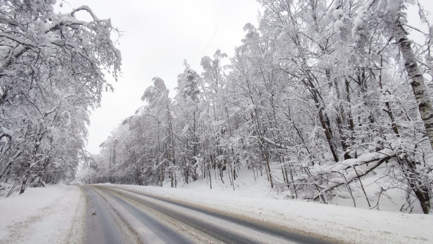 Лесная зимняя дорога среди заснеженных стволов и ветвей