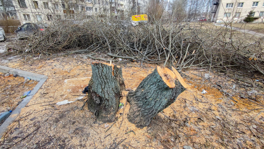 Два пня и груда веток на месте спиленных деревьев