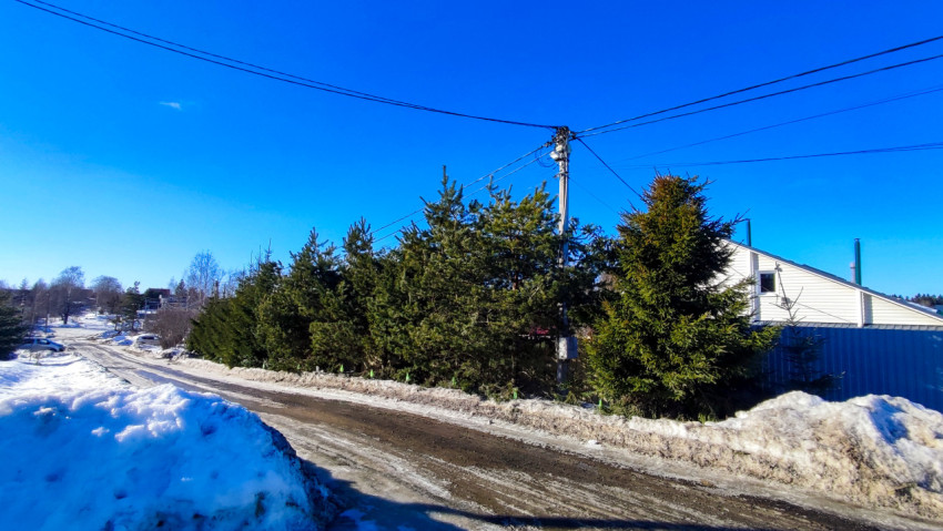 Деревья вдоль дороги и линия электропередачи в частном секторе