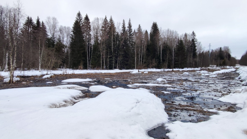 Лесная просека весной после схода снега