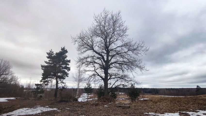 Одинокое дерево в зимне-весеннем пейзаже с облачным небом