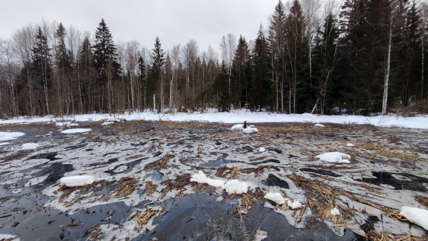 Подтаявшее болото в смешанном лесу весной