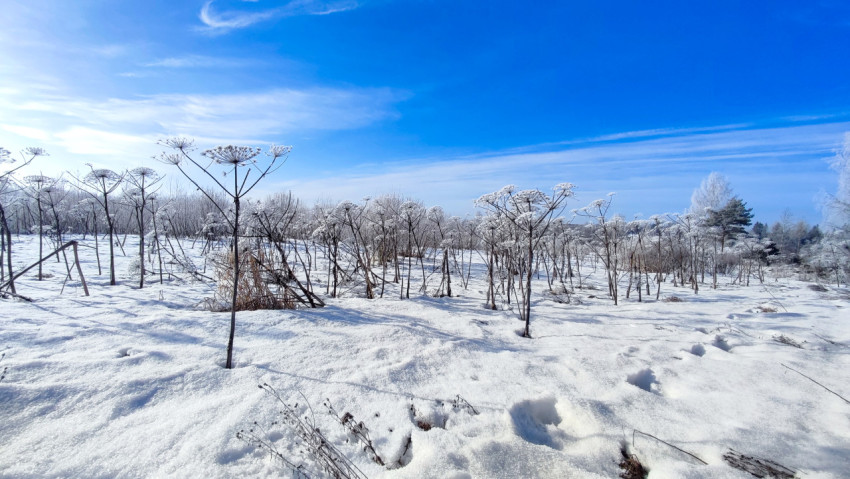 Зимнее поле с борщевиком под ясным голубым небом