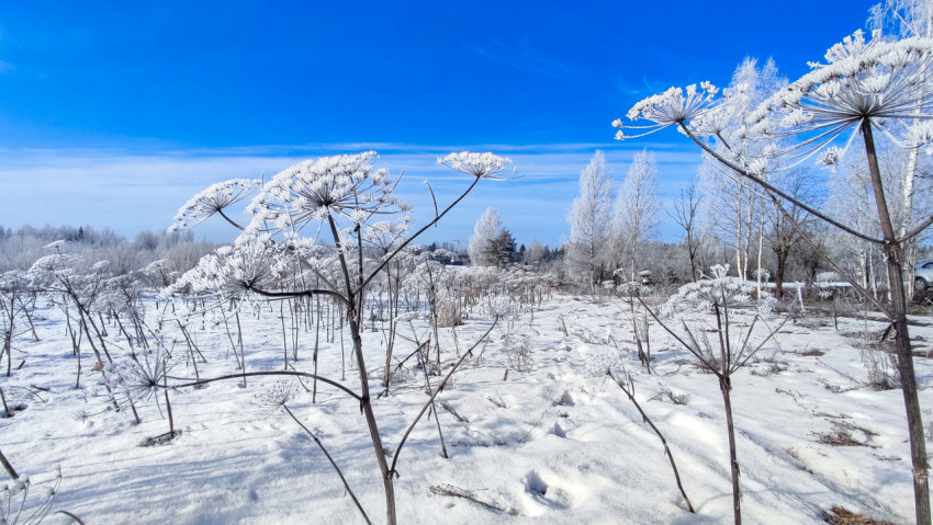 Крупные зонтики борщевика, покрытые инеем на зимнем поле