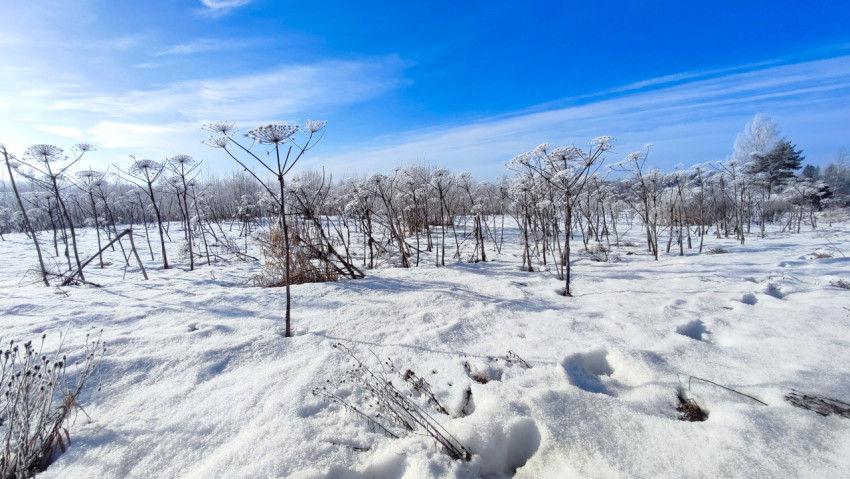 Поле борщевика, покрытое снегом, в морозный день