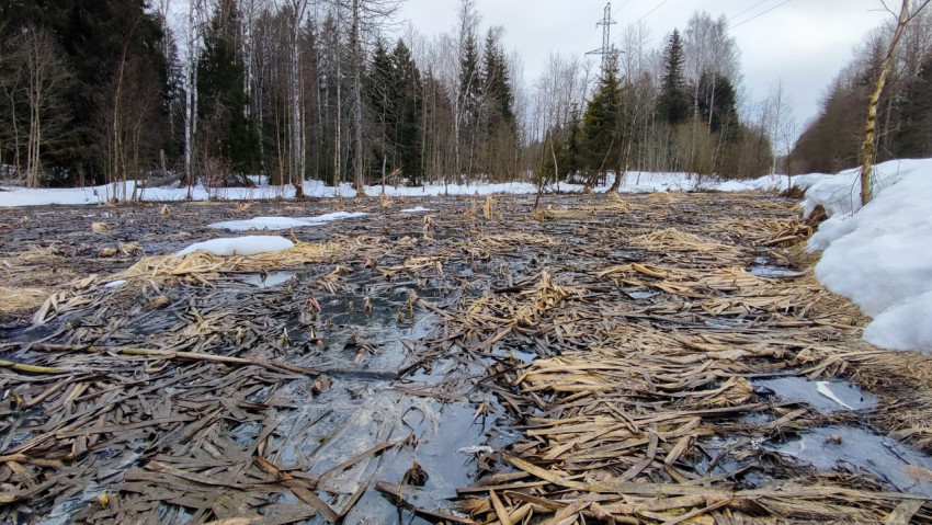 Лесное болото с остатками снега и замерзшей водой