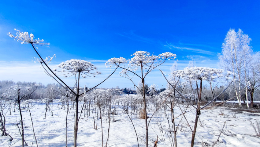 Морозное утро на снежном поле борщевика