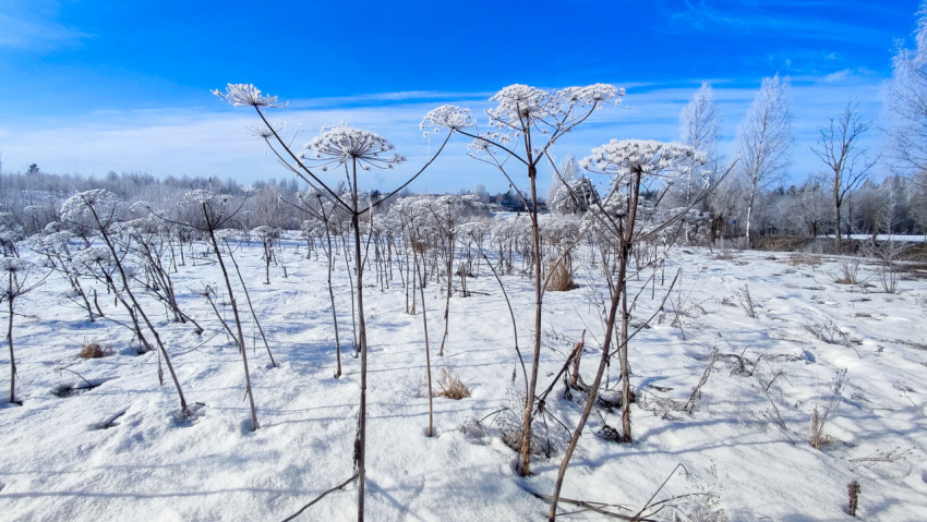 Снежное поле с сухими растениями борщевика