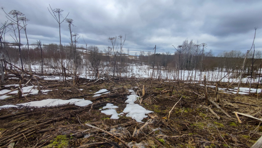 Таяние снега на поле с остатками борщевика у лесной опушки
