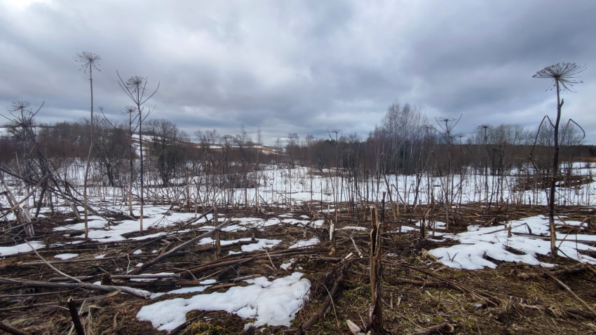 Сухая растительность и снег на поле у леса