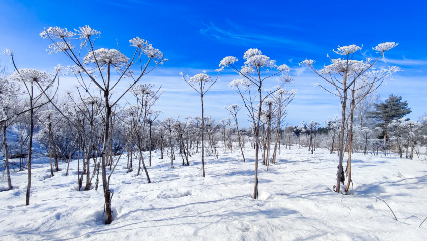Высокие сухие растения на снежном поле зимой