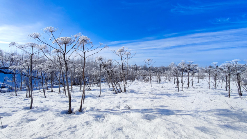 Морозное поле с сухими растениями и следами на снегу