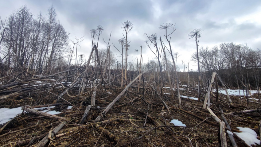 Перерастающий борщевик на заброшенном участке в снегу