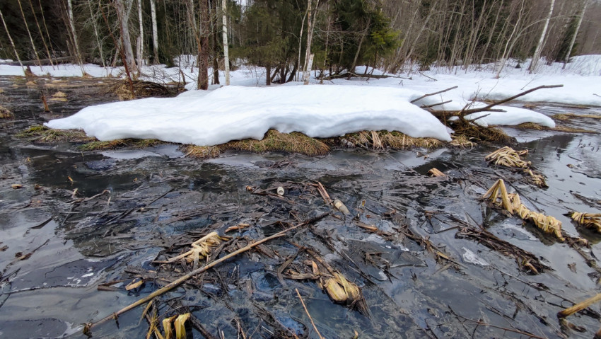 Весеннее болото с берёзами и хвойным лесом