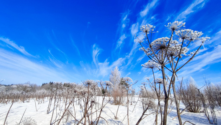 Зонтичные растения на зимнем поле под перистыми облаками